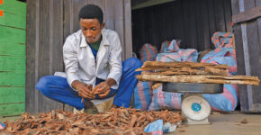 WHO Bulletin special issue on traditional medicine